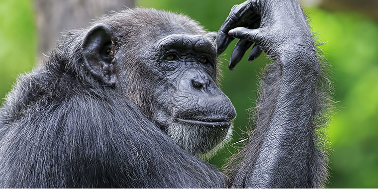 menedzerskie-szympans